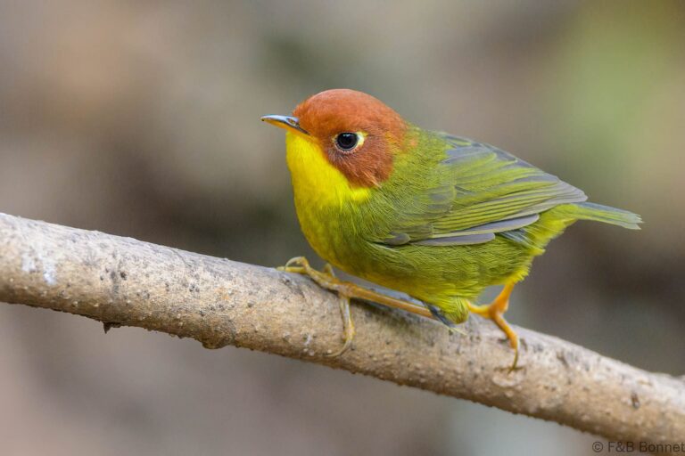 Chestnut-headed Tesia_China-3