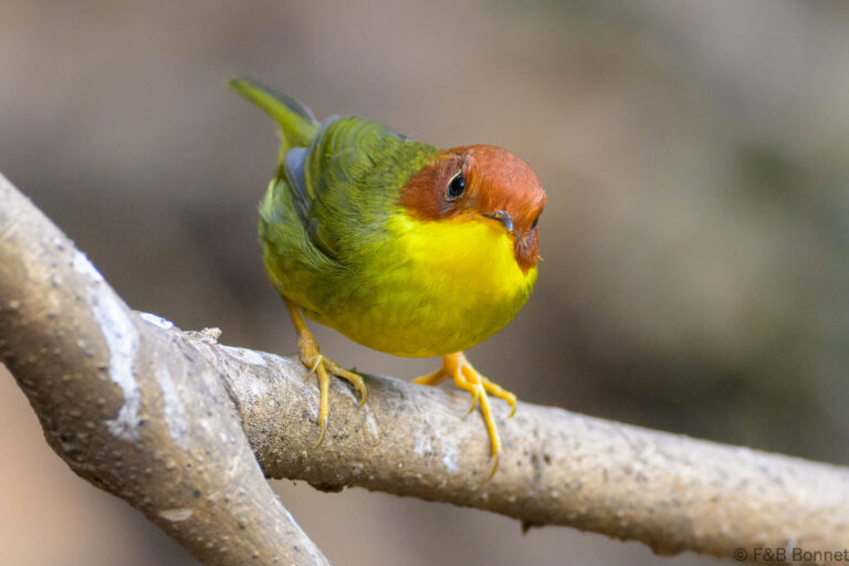 Chestnut-headed Tesia_China-4