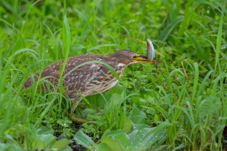 Cinnamon bittern indonesia 1