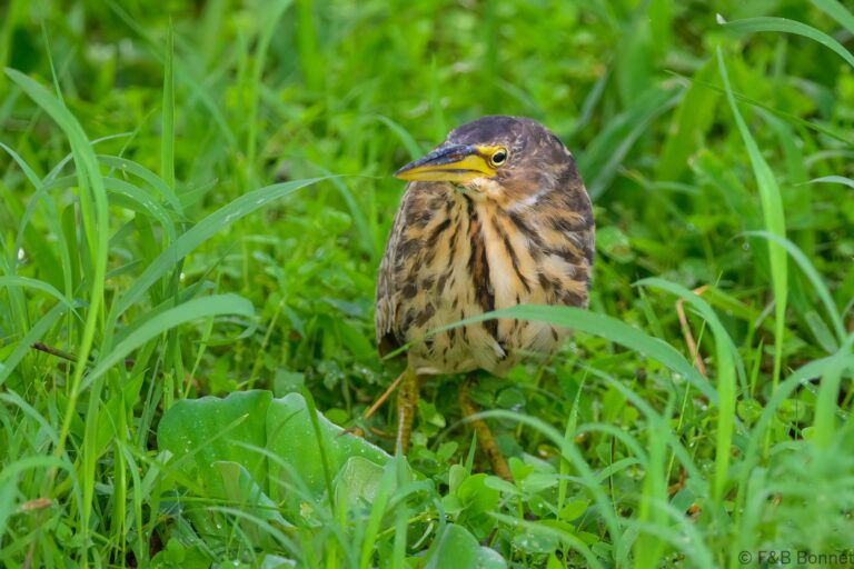 Cinnamon bittern indonesia 2