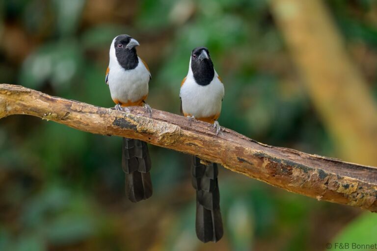 Collared Treepie_China-2
