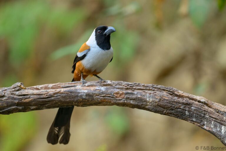 Collared Treepie_China-3