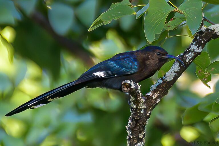 Common Scimitarbill_South Africa-1