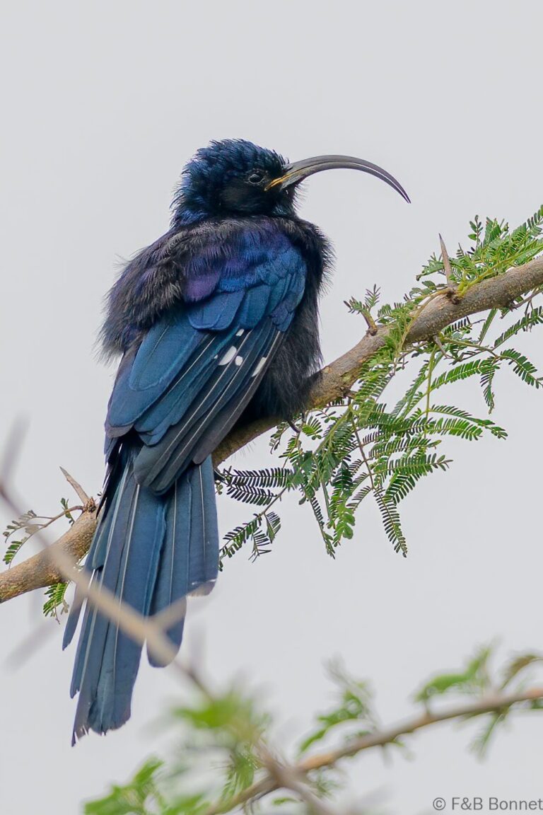 Common Scimitarbill_South Africa-2