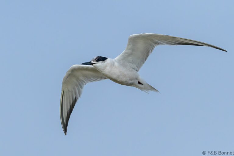 Common tern south africa 2
