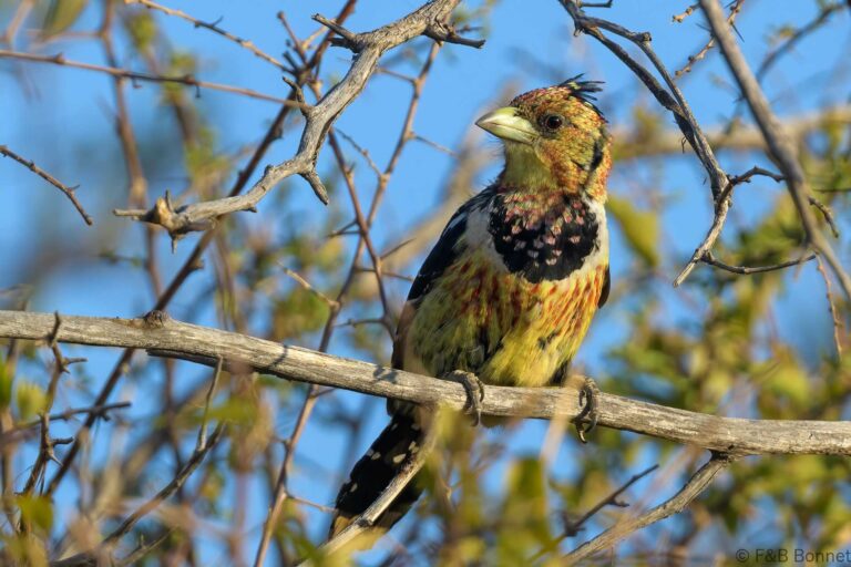 Crested barbet south africa 1