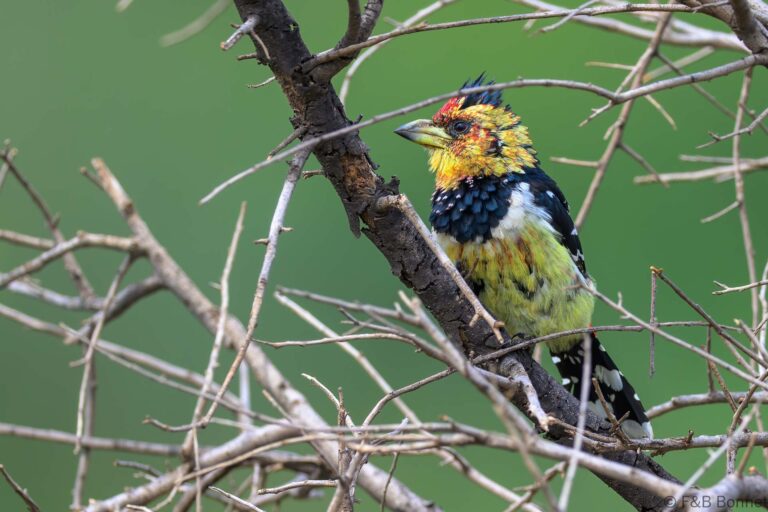 Crested barbet south africa 2