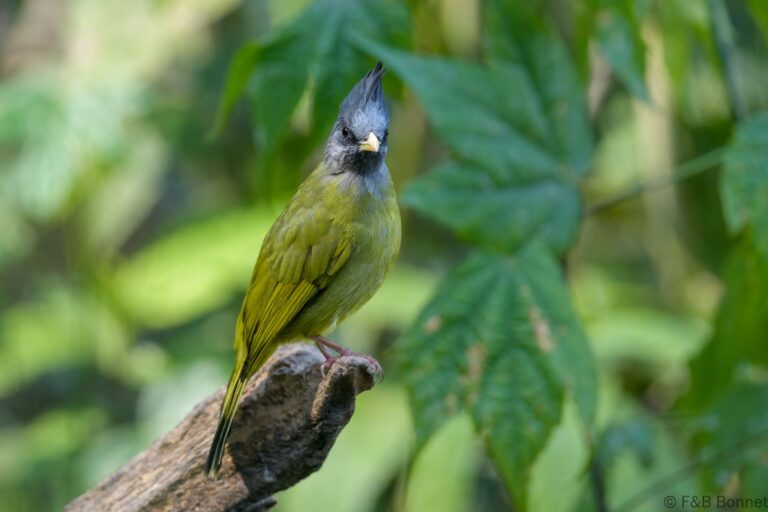 Crested Finchbill_China-1