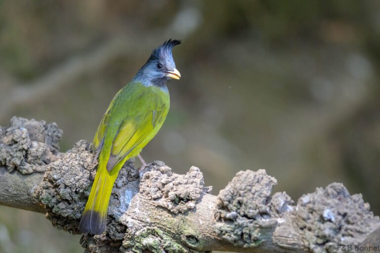 Crested Finchbill_China-2