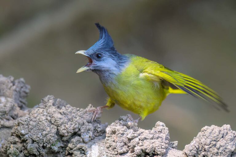 Crested Finchbill_China-3