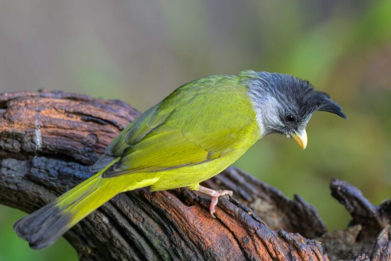 Crested Finchbill_China-5