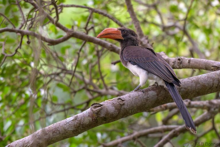 Crowned hornbill south africa 2