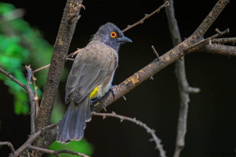 Dark-capped Bulbul_South Africa-2
