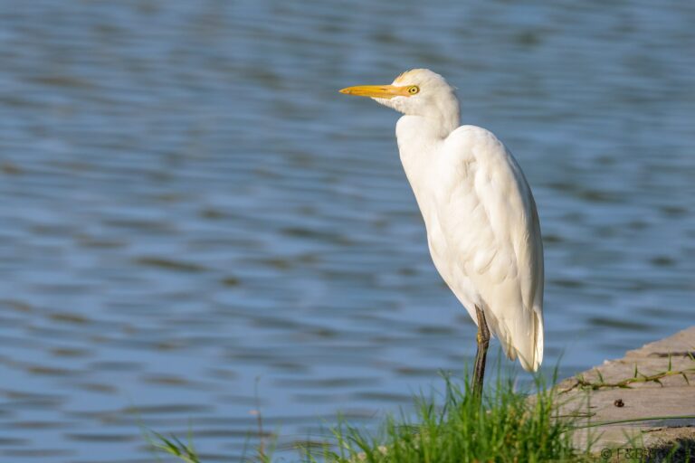 Eastern cattle egret thailand 1