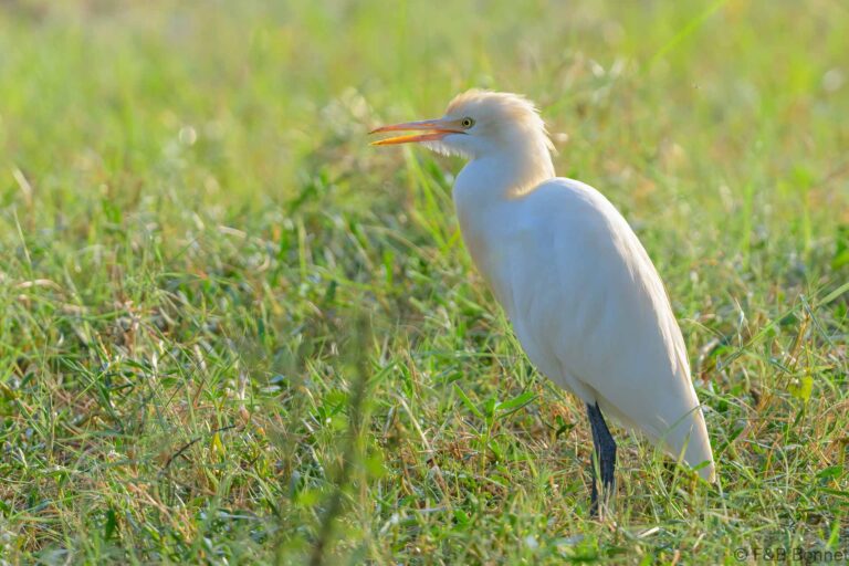 Eastern cattle egret thailand 2
