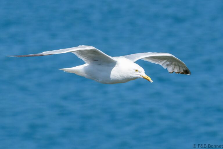 European Herring Gull_France-1