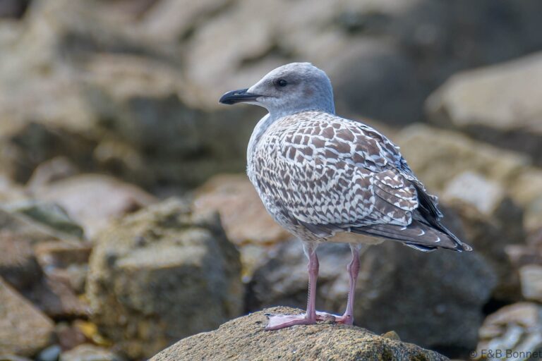 European Herring Gull_France-2