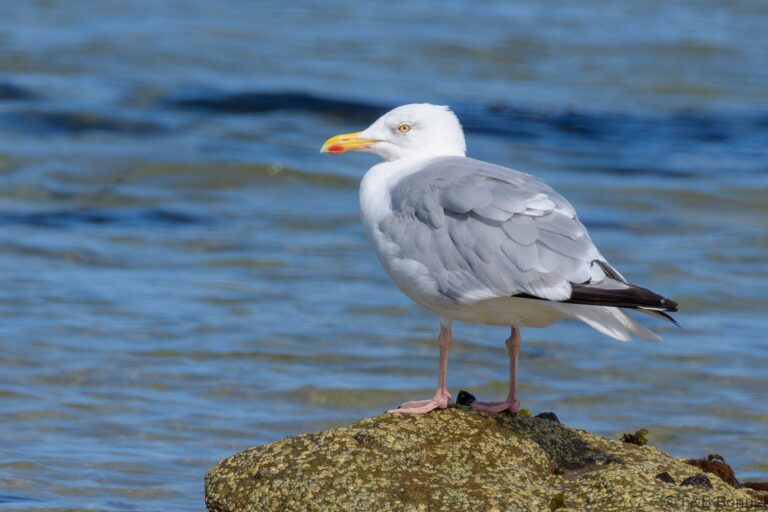European Herring Gull_France-4