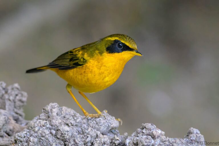 Golden Bush Robin_China-1