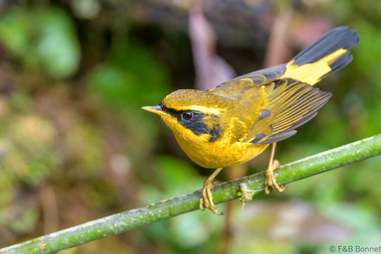 Golden Bush Robin_China-2