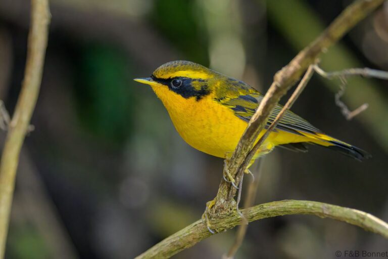 Golden Bush Robin_China-3