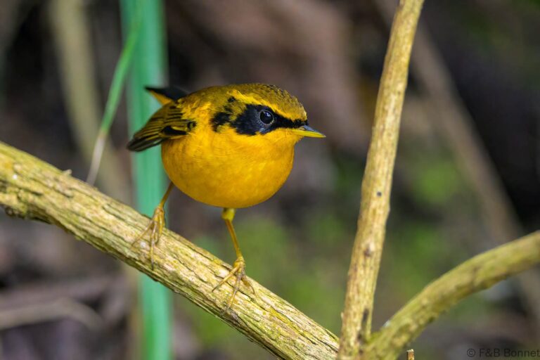 Golden Bush Robin_China-4