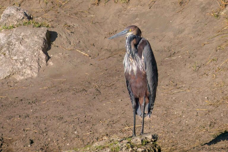 Goliath heron botswana 2