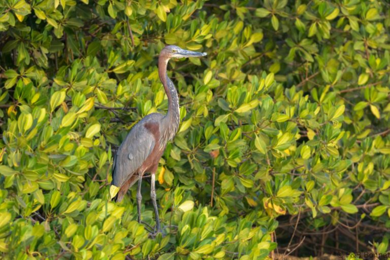 Goliath heron senegal 1