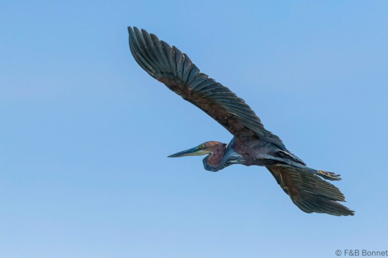 Goliath heron senegal 2