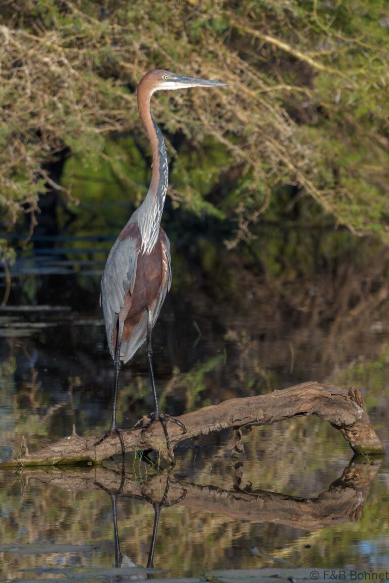 Goliath heron south africa 1