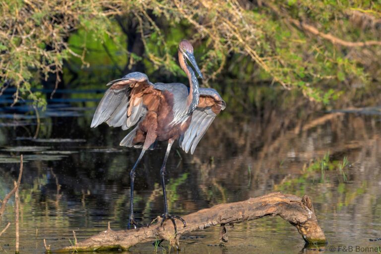 Goliath heron south africa 2