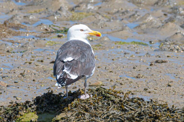 Great Black-backed Gull_France-1