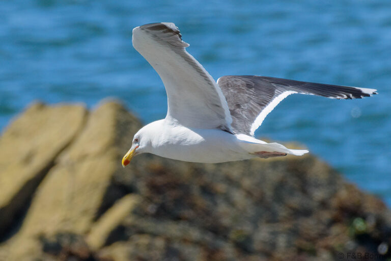 Great Black-backed Gull_France-2