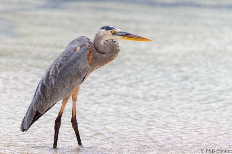 Great blue heron ecuador 1