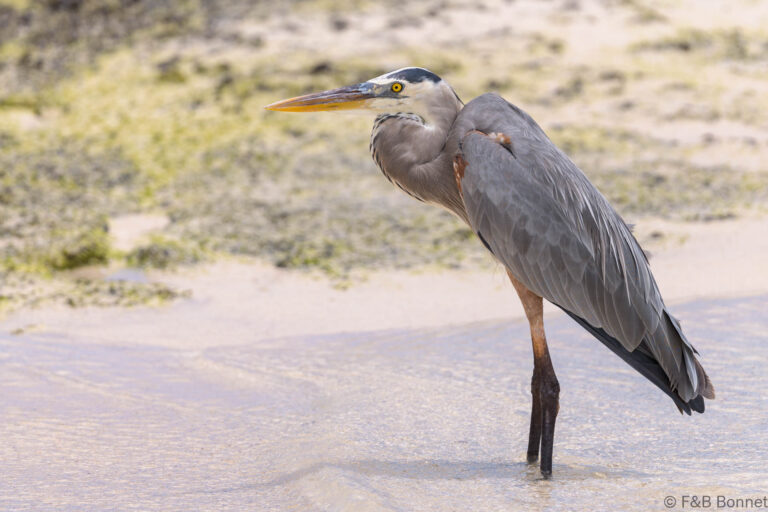 Great blue heron ecuador 2