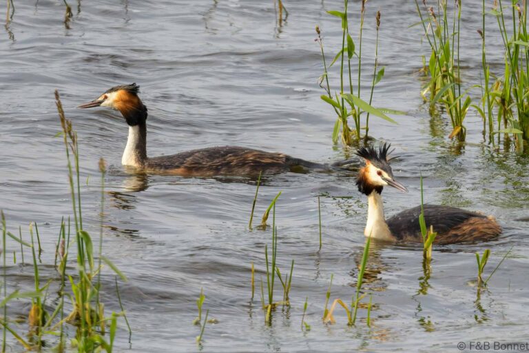 Great Crested Grebe_France-2