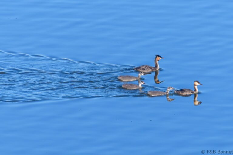 Great Crested Grebe_South Africa-1