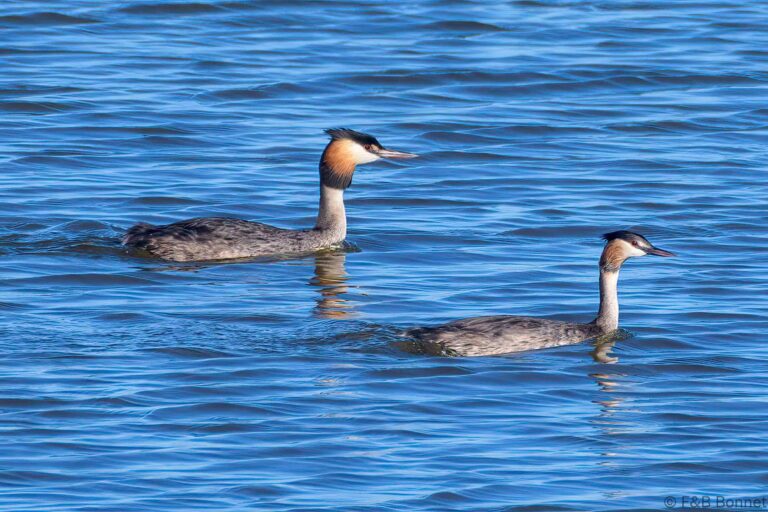 Great Crested Grebe_South Africa-2