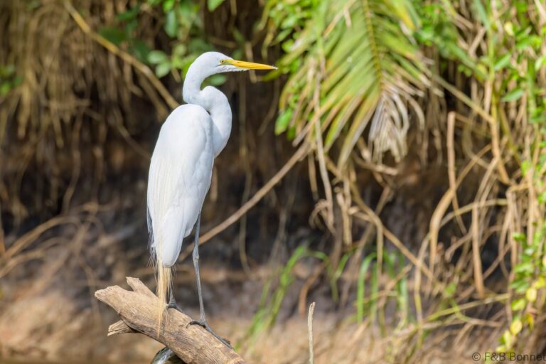 Great egret costa rica 1