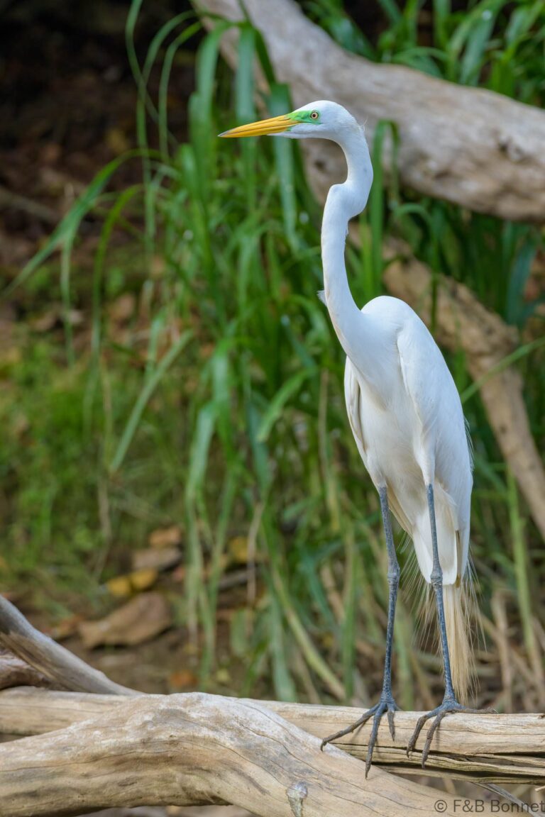 Great egret costa rica 2