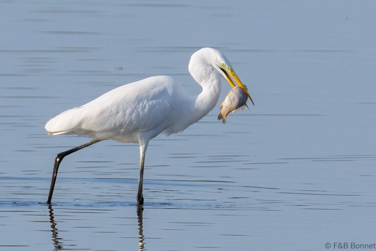 Great egret france 1