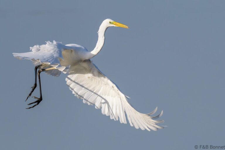 Great egret france 2