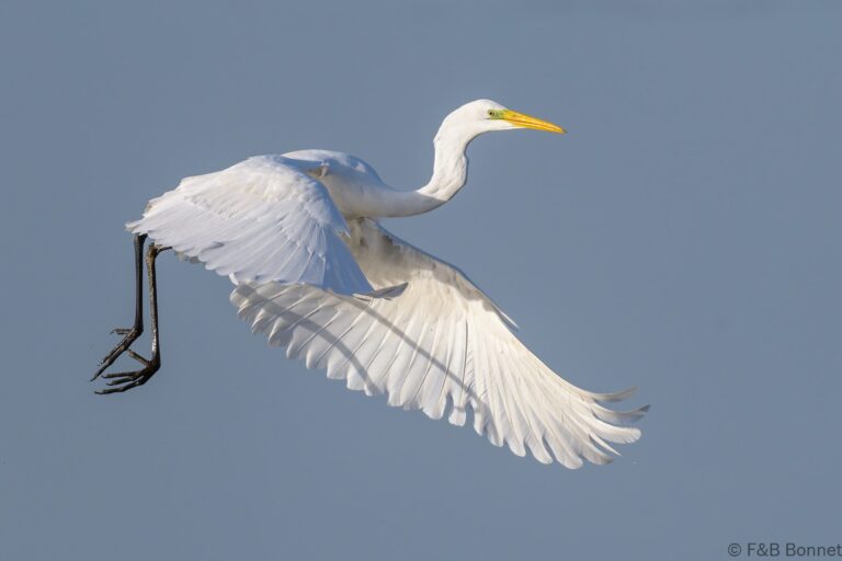 Great egret france 3