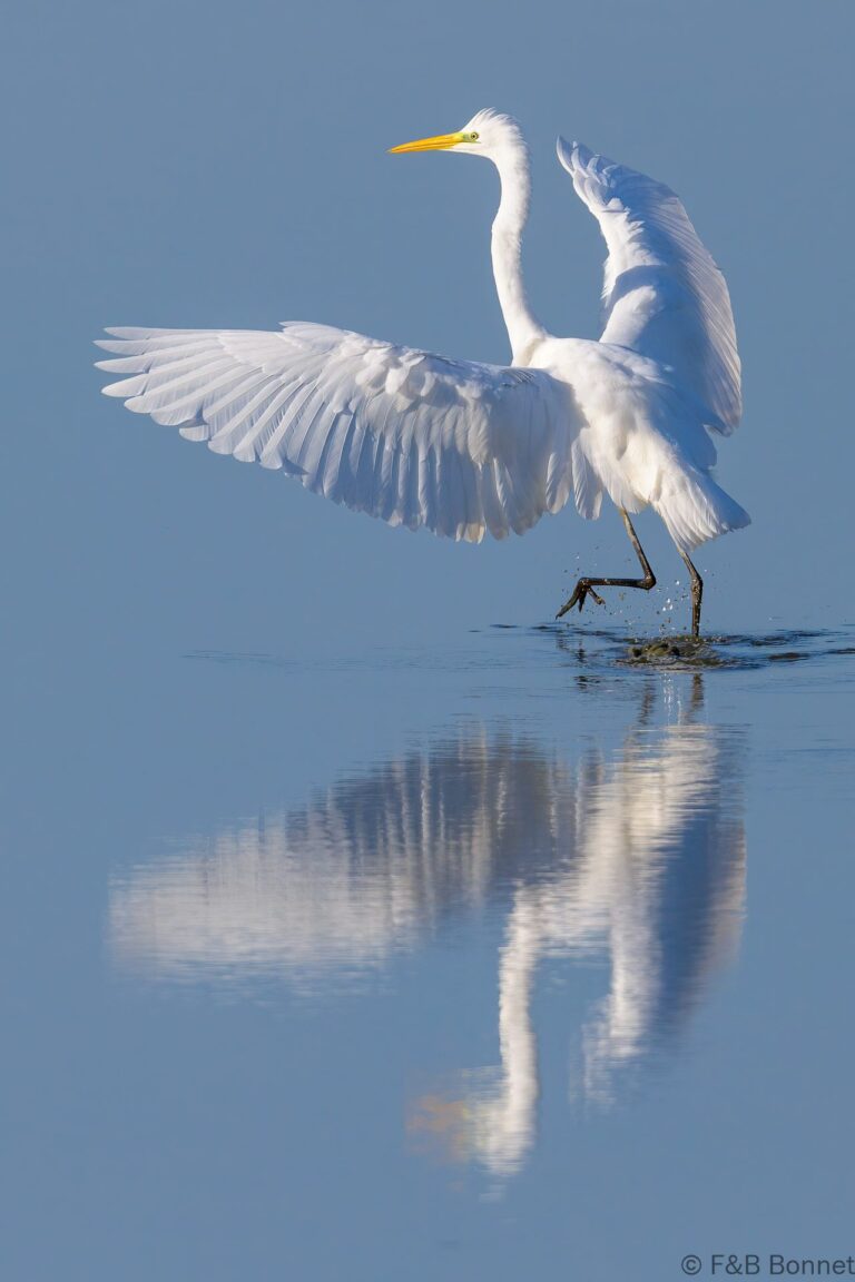 Great egret france 4