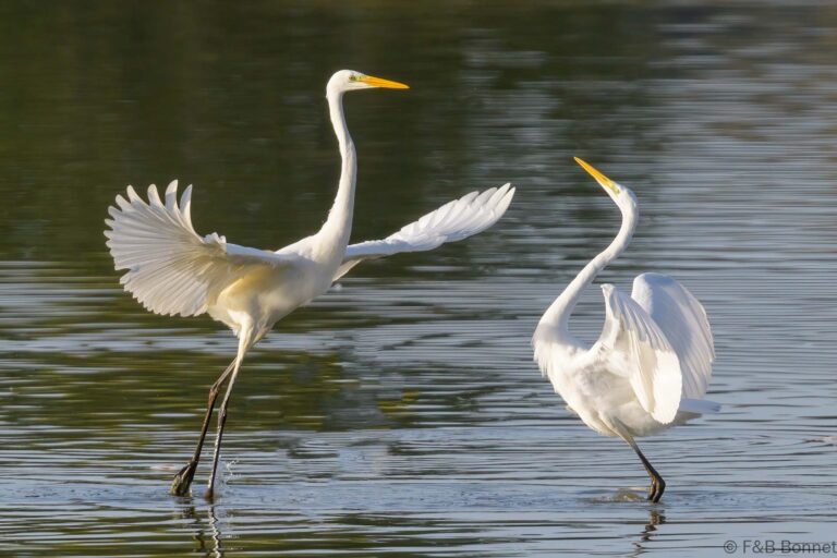 Great egret france 5