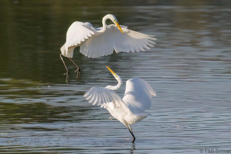 Great egret france 6