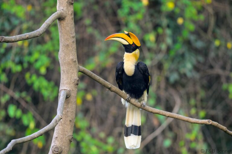 Great hornbill china 1