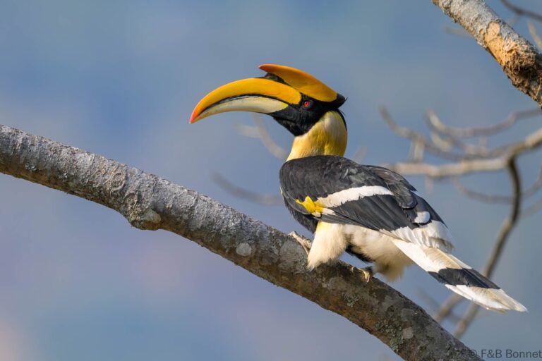 Great hornbill china 10