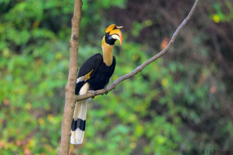 Great hornbill china 3