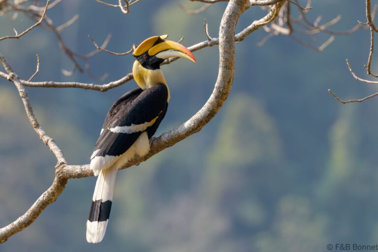 Great hornbill china 4